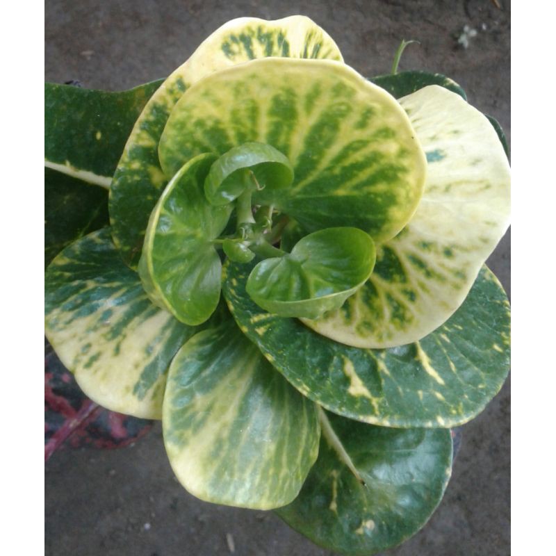 Puring Apel Sritanjung