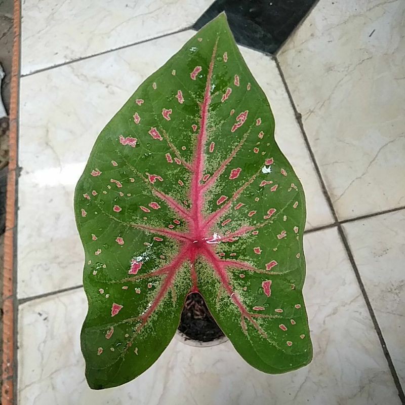 Jual caladium keladi wild fire | Shopee Indonesia