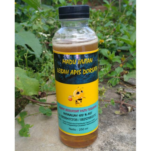 

MADU HUTAN ASLI LEBAH APIS DORSATA