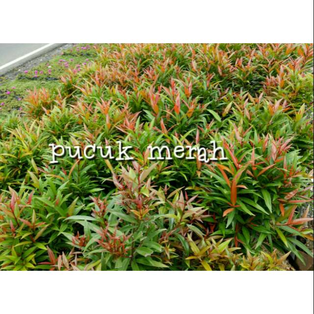 Tanaman Pucuk Merah 50cm