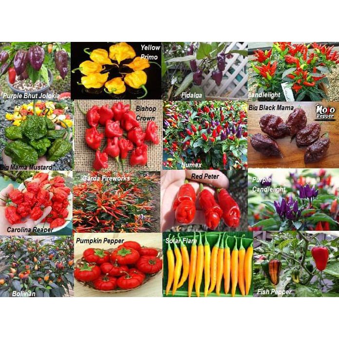 

Paket Hemat 9 Cabe Unik & Langka, Ornamental Pepper