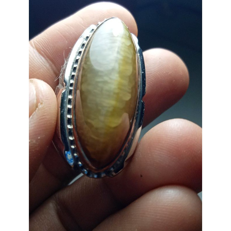 pandan betok lumut sisik arwana