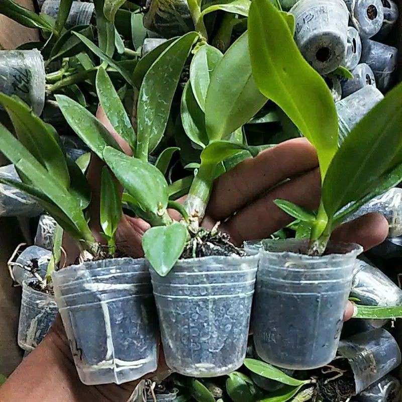 seedling anggrek dendrobium / bibit seedling anggrek dendrobium