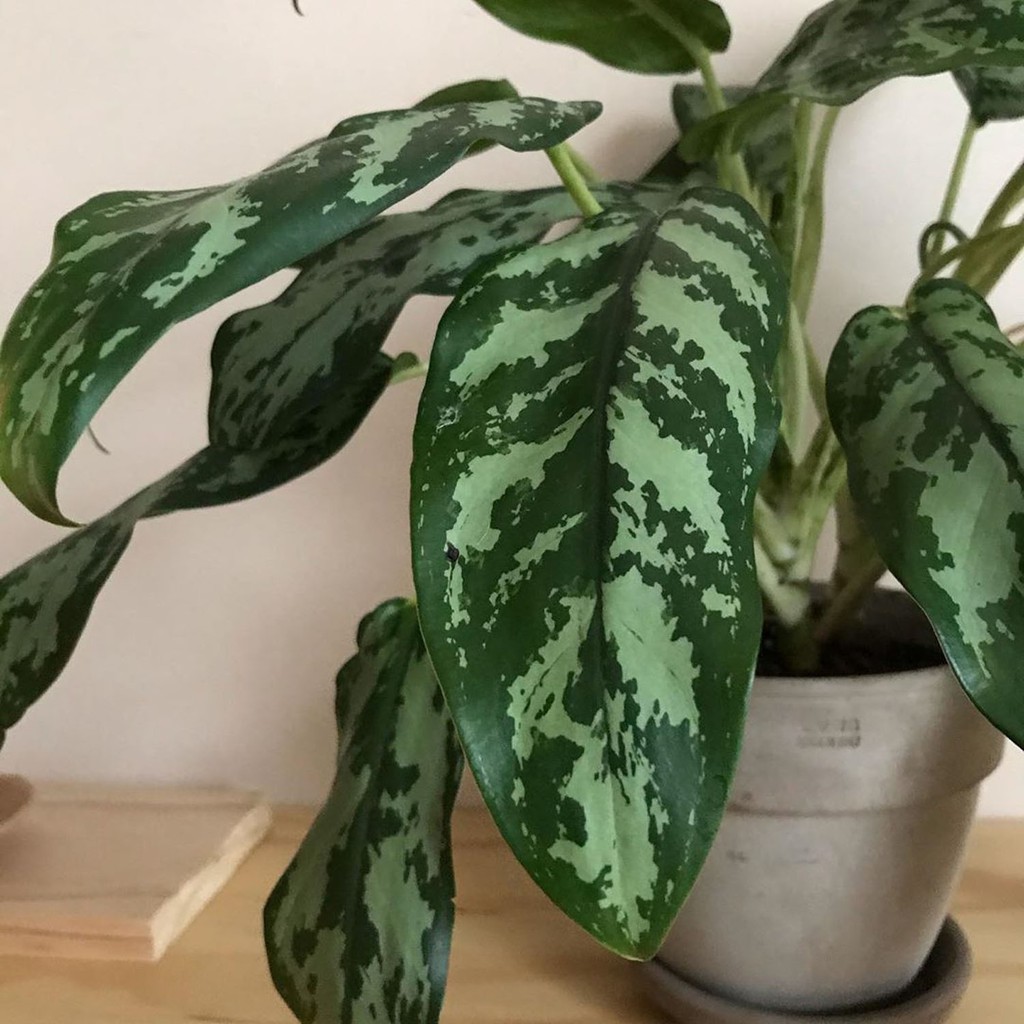 TANAMAN HIAS INDOOR Aglaonema commutatum Schott