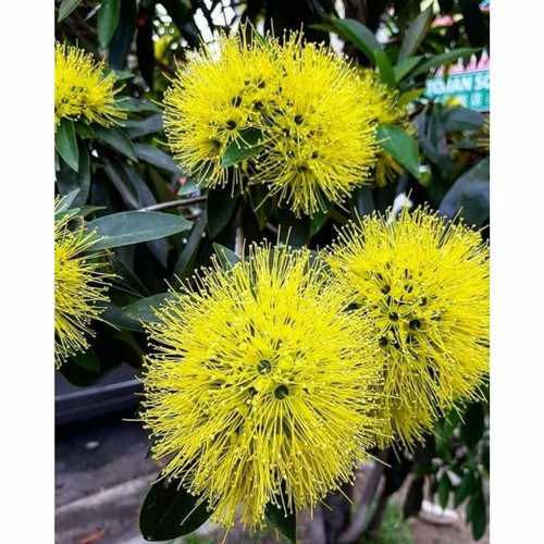 bibit tanaman santos lemon kuning tinggi 1m n