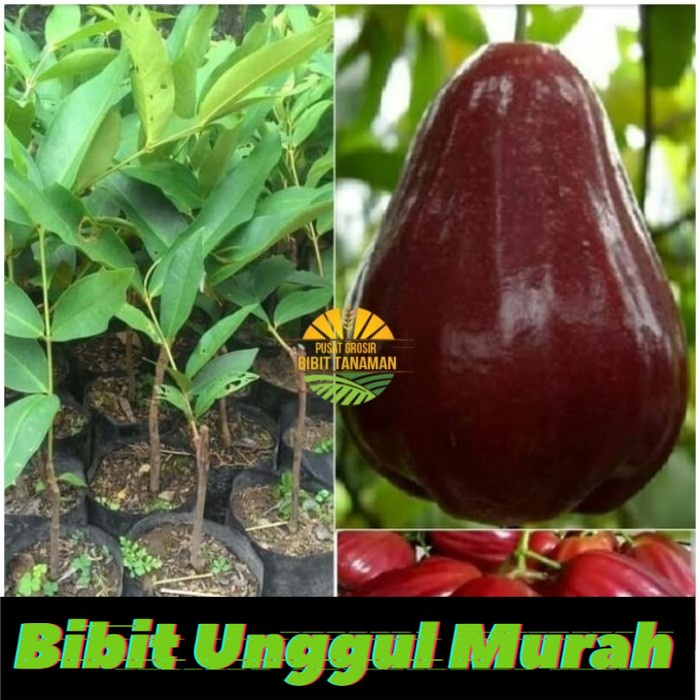 Bibit jambu air king rose