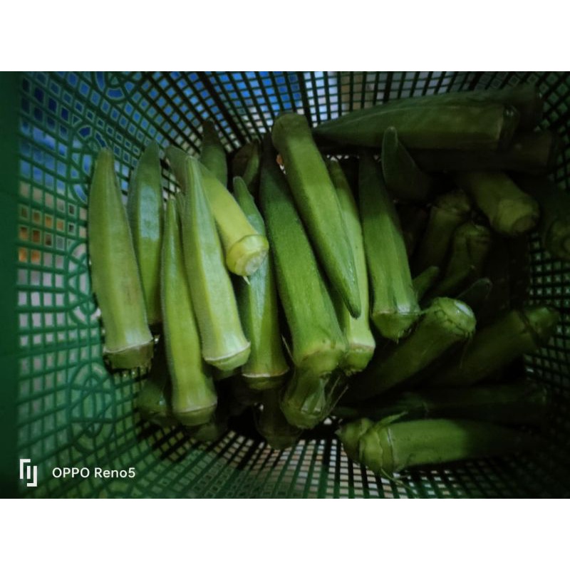 

Kacang Okra