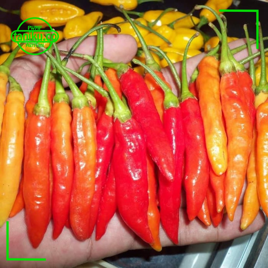 5 Paket Benih Sayuran dan Buah Buahan Kualitas Tinggi Benih Bunga Benih Buah Buahan Benih Cabe Rawi