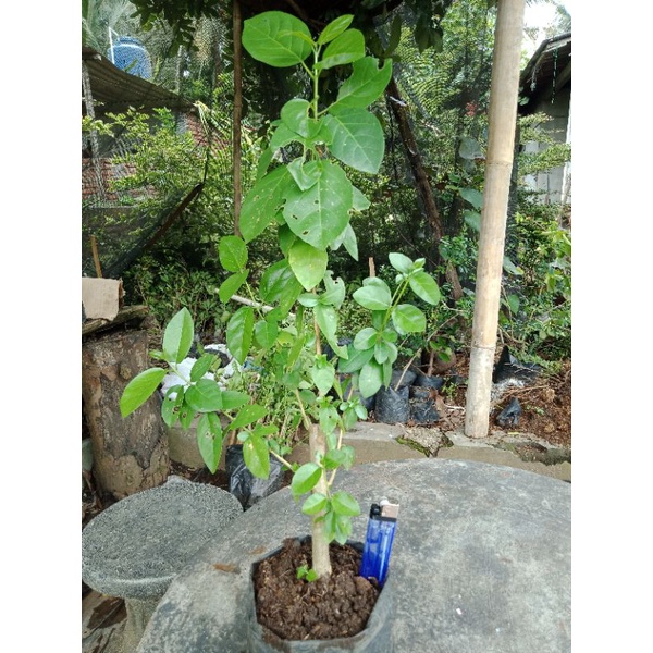 bahan bonsai sancang, stek sancang