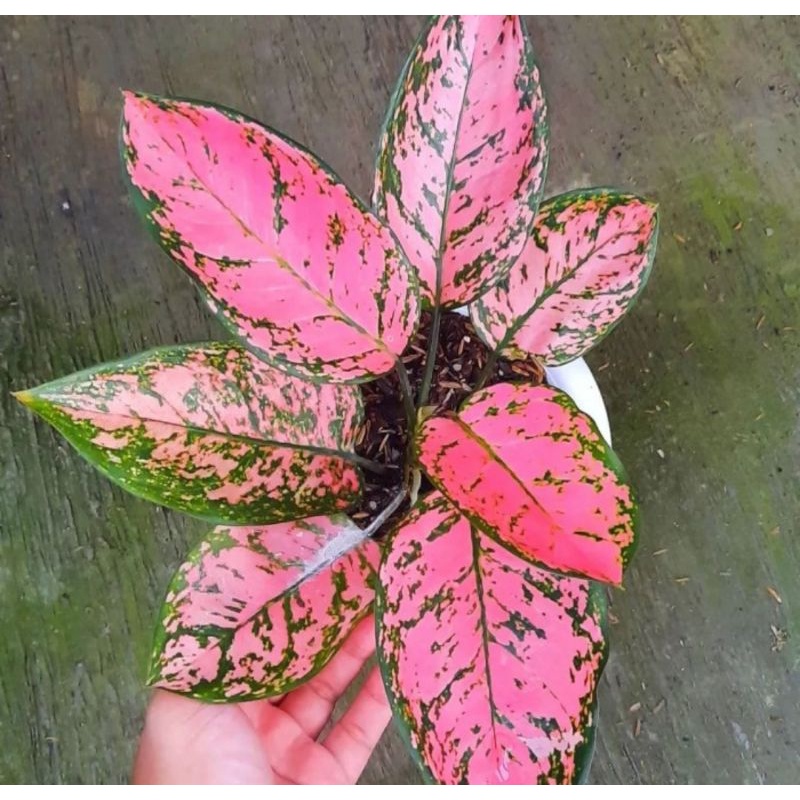 Aglonema lady valentine /tanaman hias AGLAONEMA LADY VALENTINE
