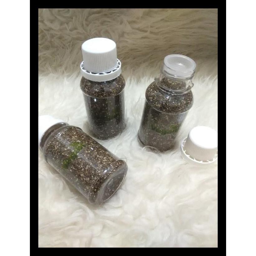 

Chia Seed Botol (85 Gr) Terlaris