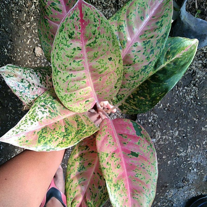 aglaonema big roy