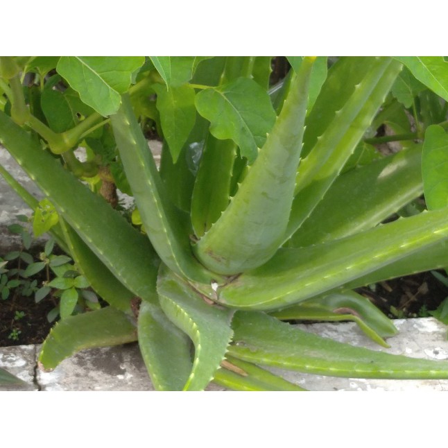 

LIDAH BUAYA TANAMAN~BIBIT ALOE VERA