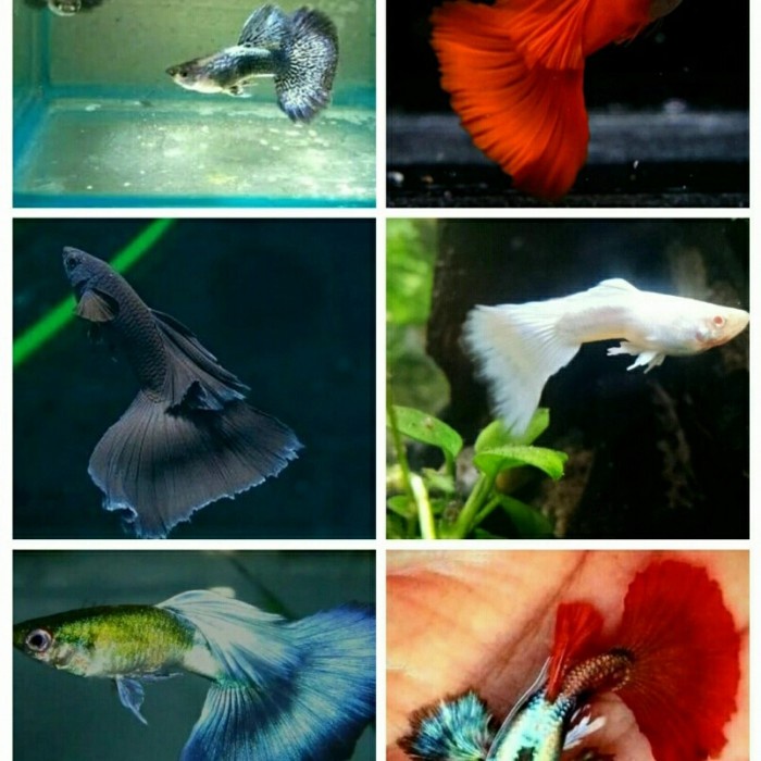 ikan guppy dragon, afr , afp , moscow , blue diamond , PRTDE pasangan