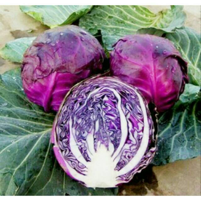 benih kol /kubis ungu