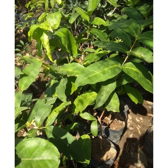 jambu citra/citra merah