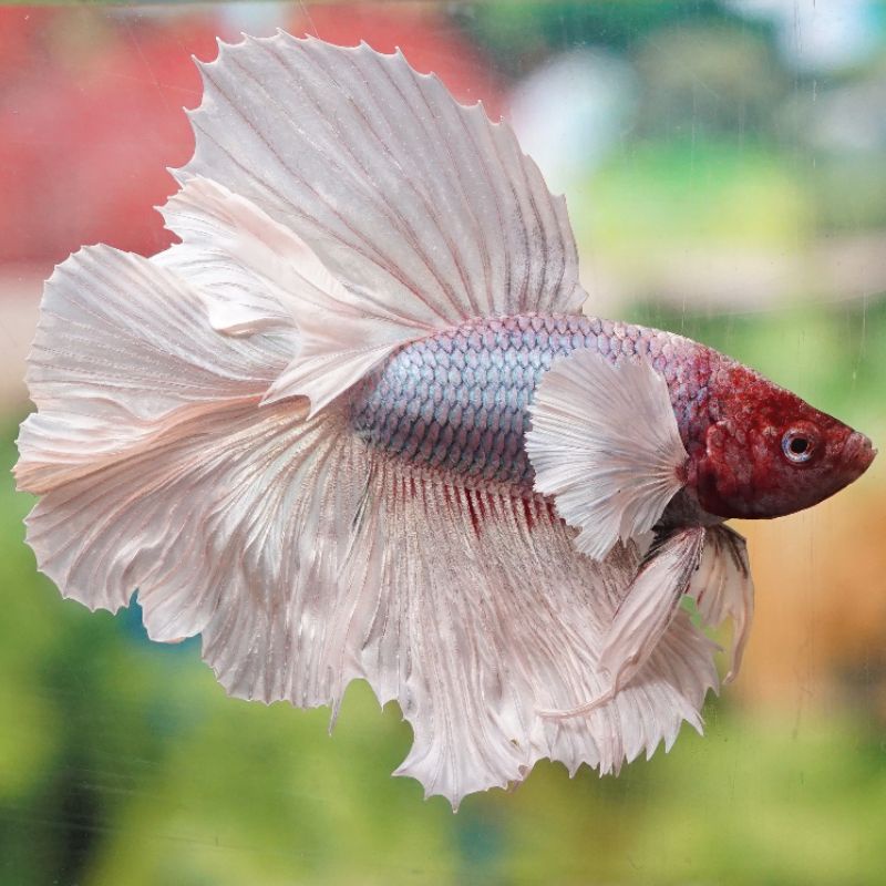 IKAN CUPANG BETTA HIAS HALFMOON PLAKAT MULTICOLOUR,FANCY,HM DOUBLETAIL,AVATAR,BLUE RIM BANJILABETTA