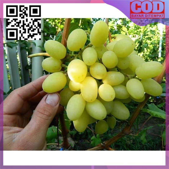 Bibit anggur import Landysh