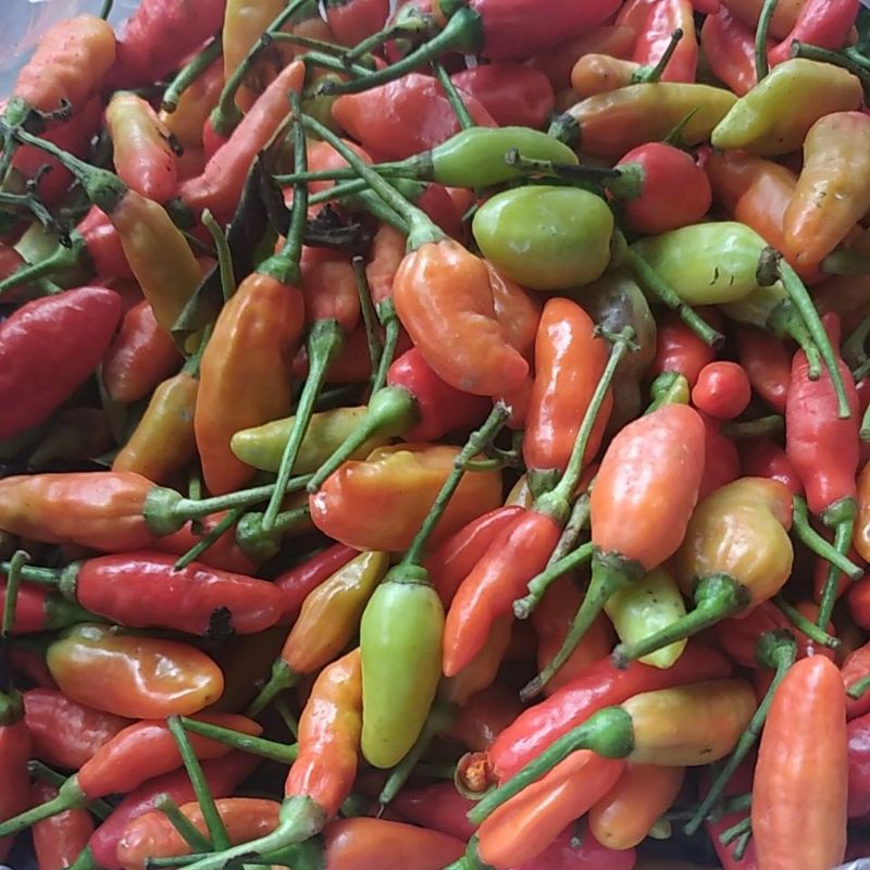 

Cabe rawit merah pedas