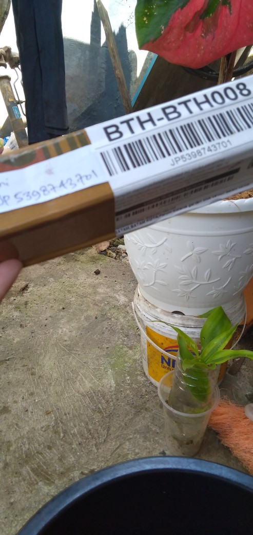 Caladium Gingerland / Dikirim Anakan Keladi Gingerland