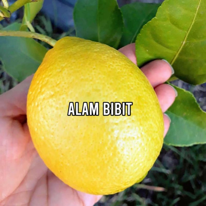 BIBIT LEMON AMERIKA SUPER (COCOK DI TANAM POT)