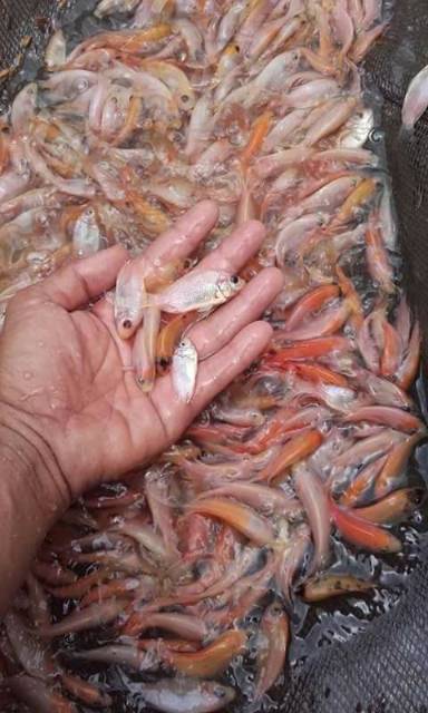 Ikan nila merah  Shopee Indonesia
