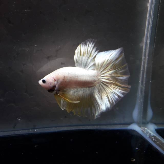 CUPANG HIAS HALFMOON YELLOW GOLD