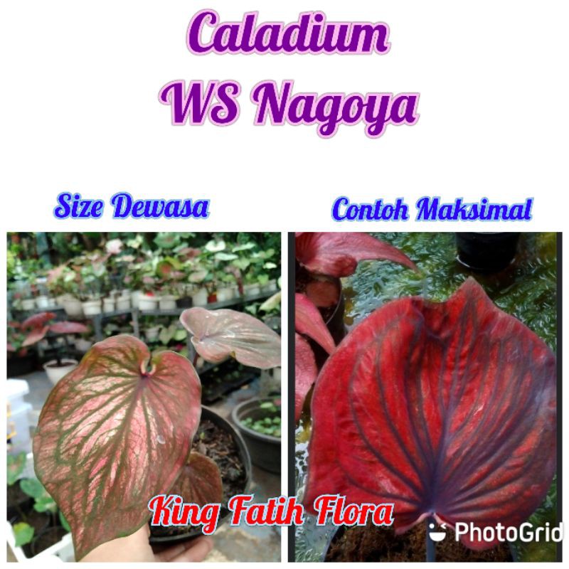 Size Dewasa Caladium WS Nagoya (Tanpa Pot)