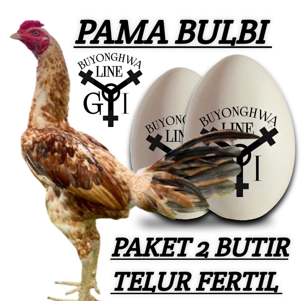 pama bulbi sweet cream telur fertil paket 2 butir super ayam bangkok