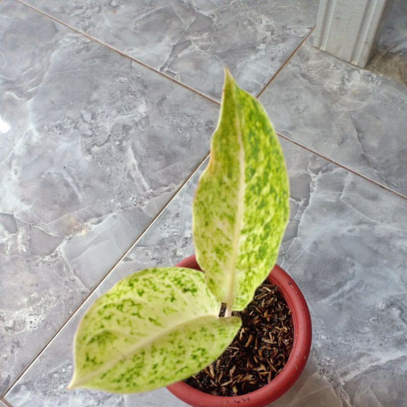 aglonema striptis white