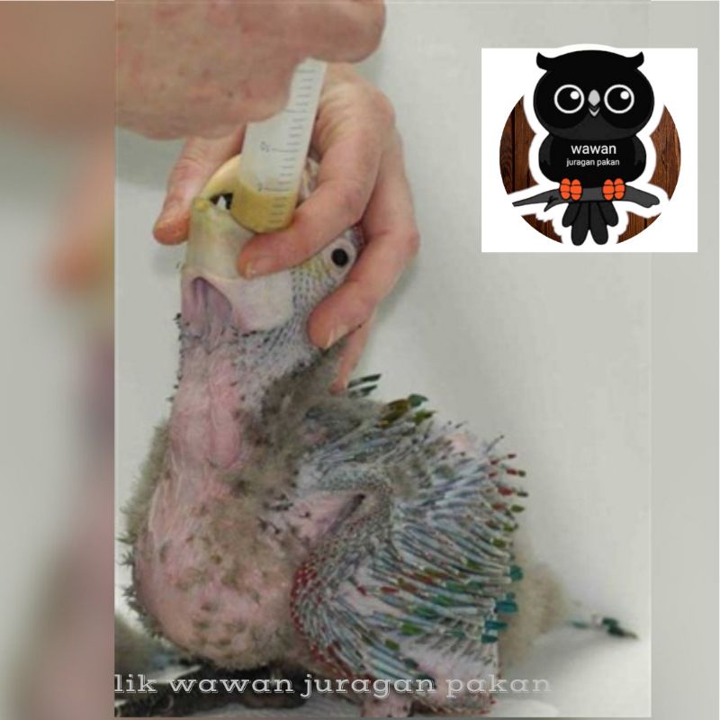 suntikan spet lolohan 20 ml, spet burung