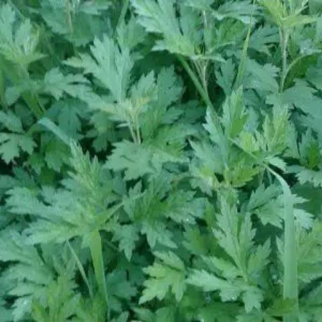 Tanaman Daun baru cina