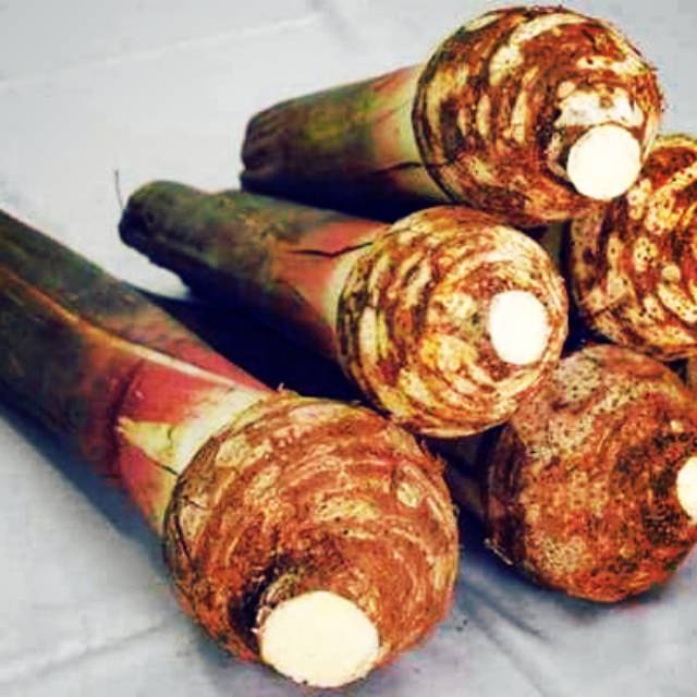 

UBI UMBI TALAS / Colocasia esculenta
