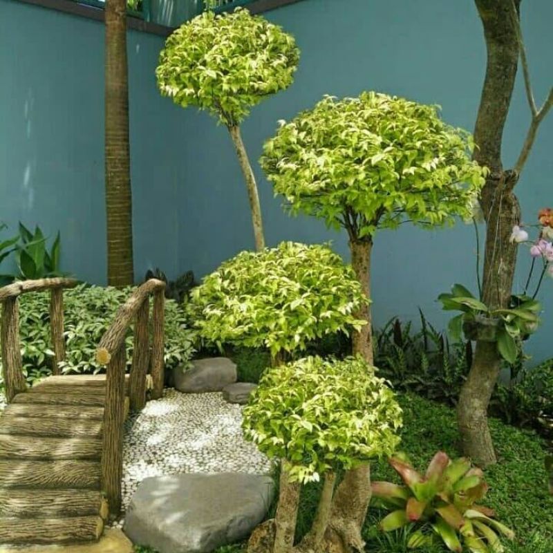 tanaman hias Bonsai anting putri tinggi 1 sampai 1.5meter