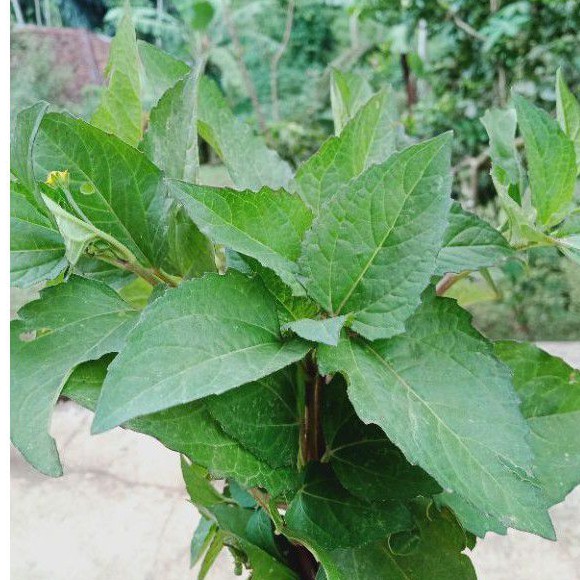 

Tanaman jotang Acmella paniculata.500 gram segar