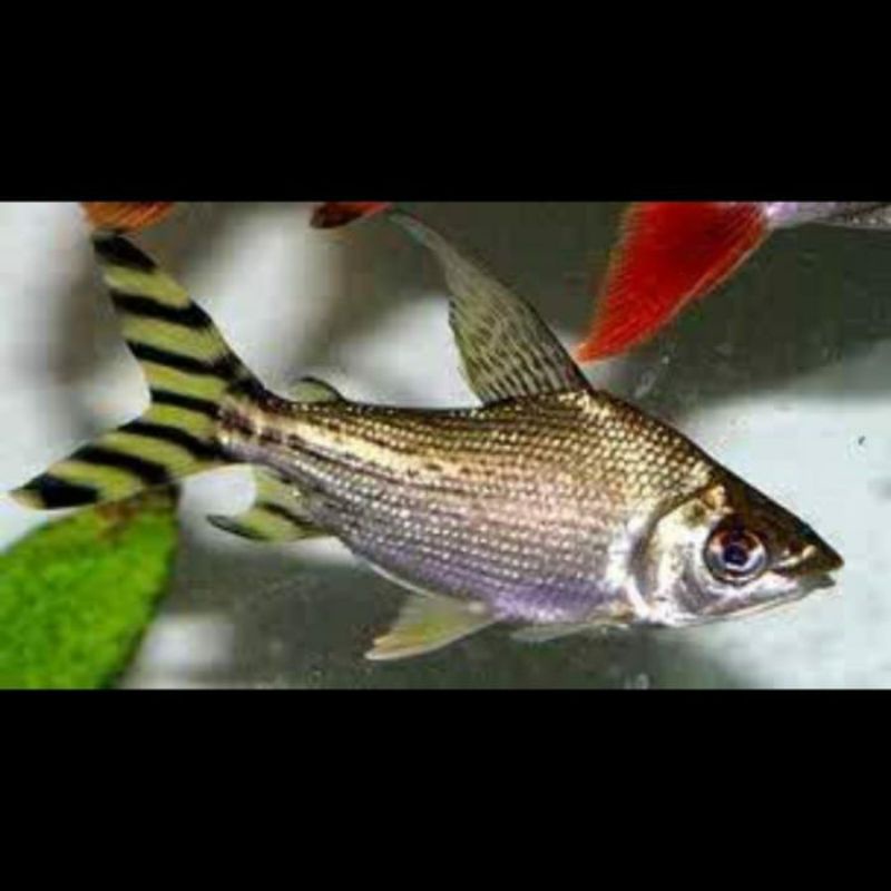 ikan yellow feifeng / yff