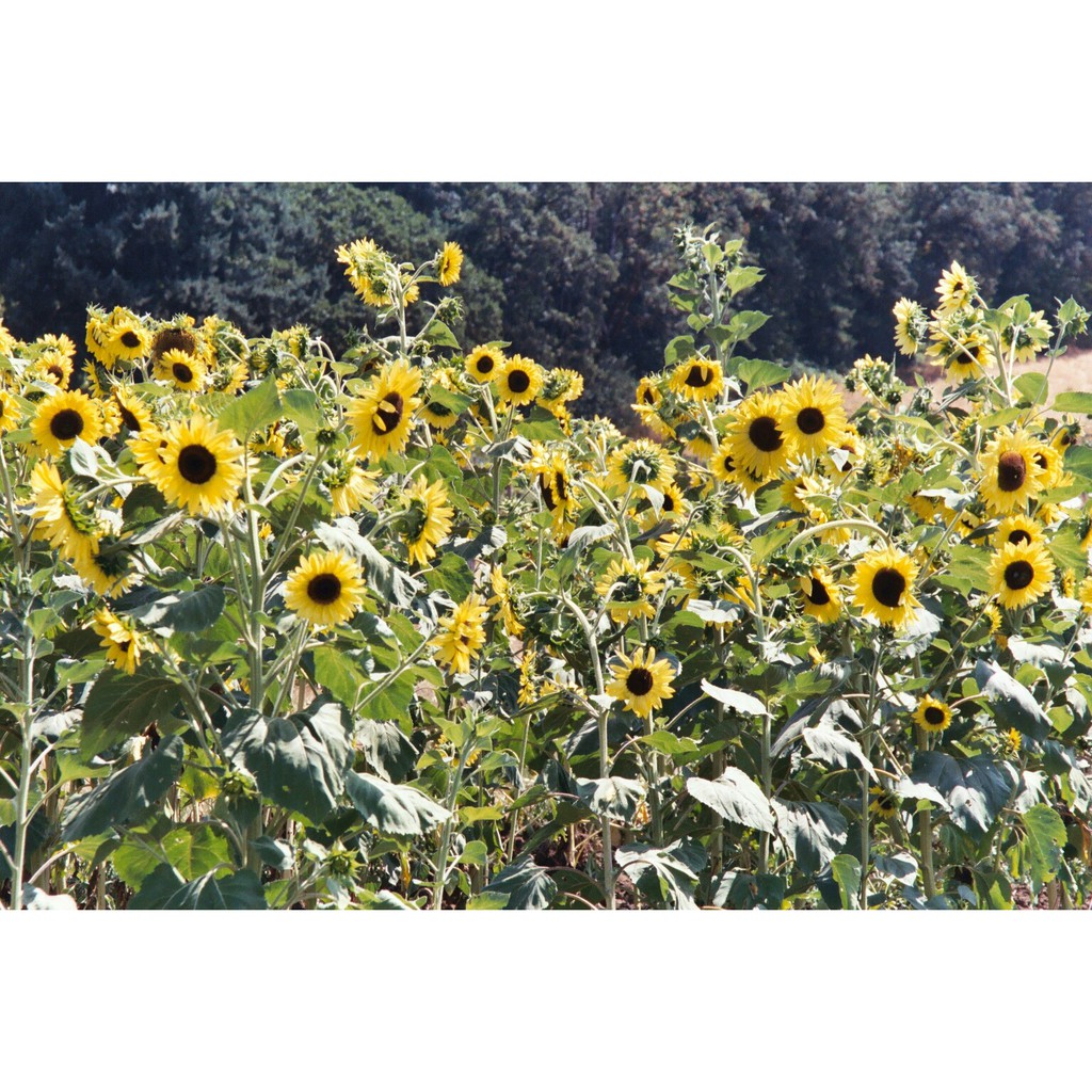 Benih Bibit Biji - Sunflower Lemon Queen Bunga Matahari Flower Seeds - IMPORT