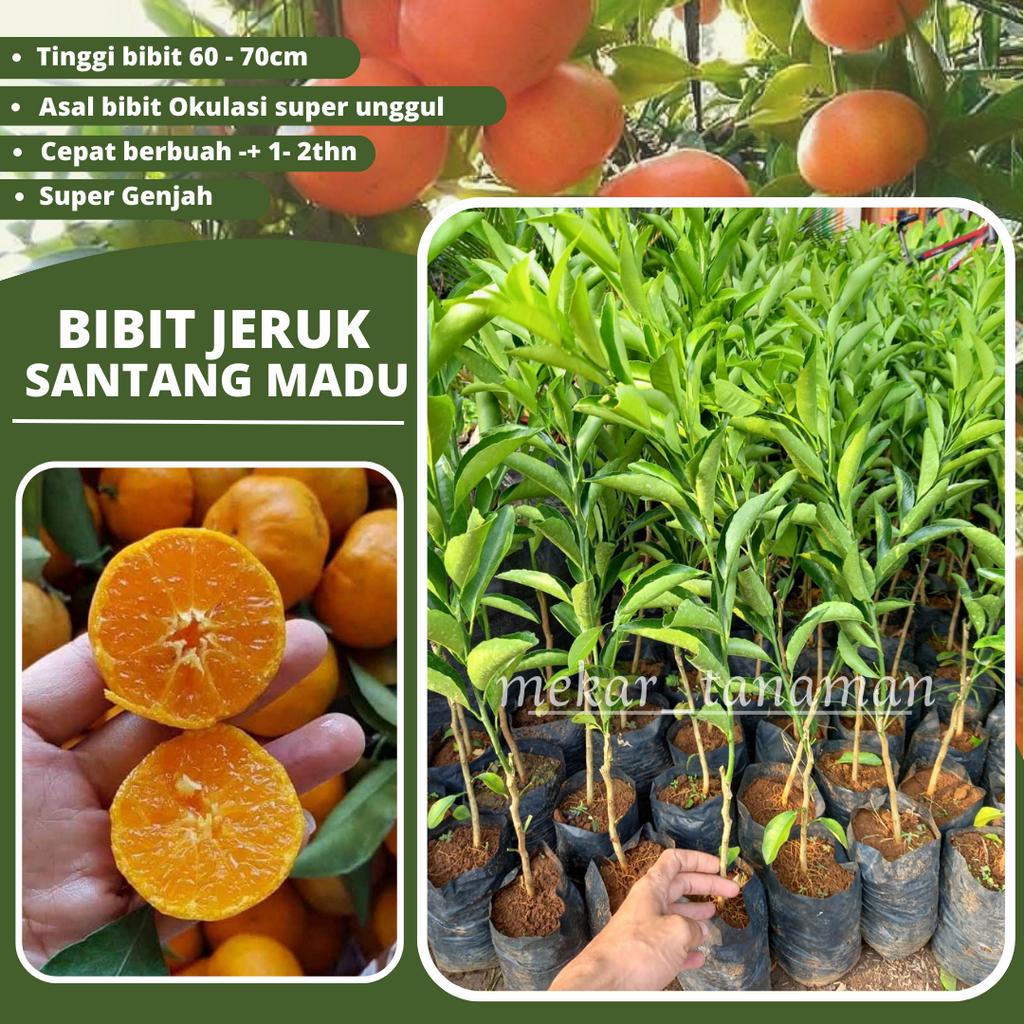 BIBIT JERUK SANTANG MADU OKULASI