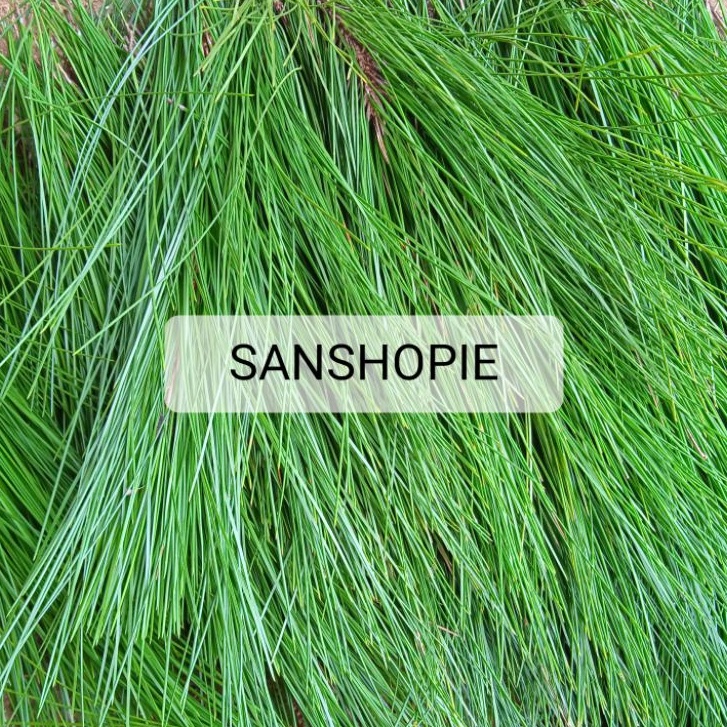 Jual Daun Pinus Segar Petik Langsung Paket Kg Shopee Indonesia