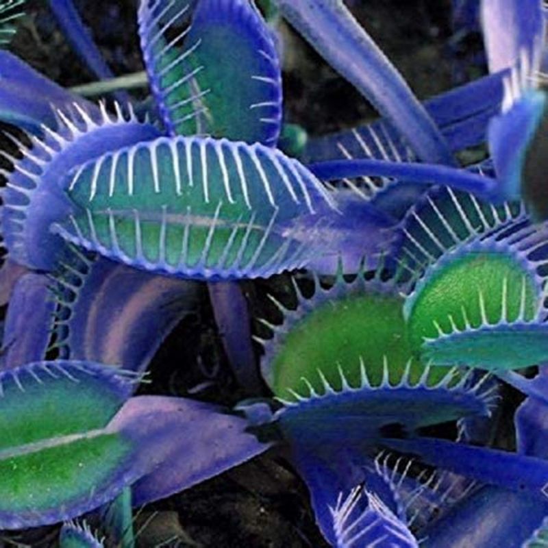 5 Biji Benih Bibit Bunga Langka Petunia Colorful Termurah Mudah Hidup Warna Menarik Mudah Hidup-8