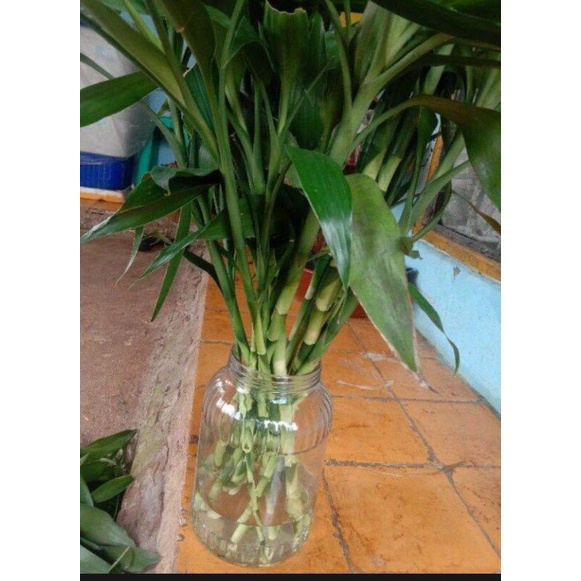 bambu hoki /cina 13 batang per ikat/bambu hoki/bambu air tinggi 30 cm