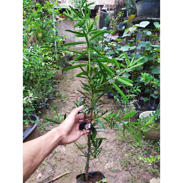 Bibit bonsai lohansung taiwan ( kapsul )