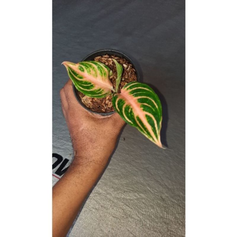 tanaman hias aglonema pink sunset remaja