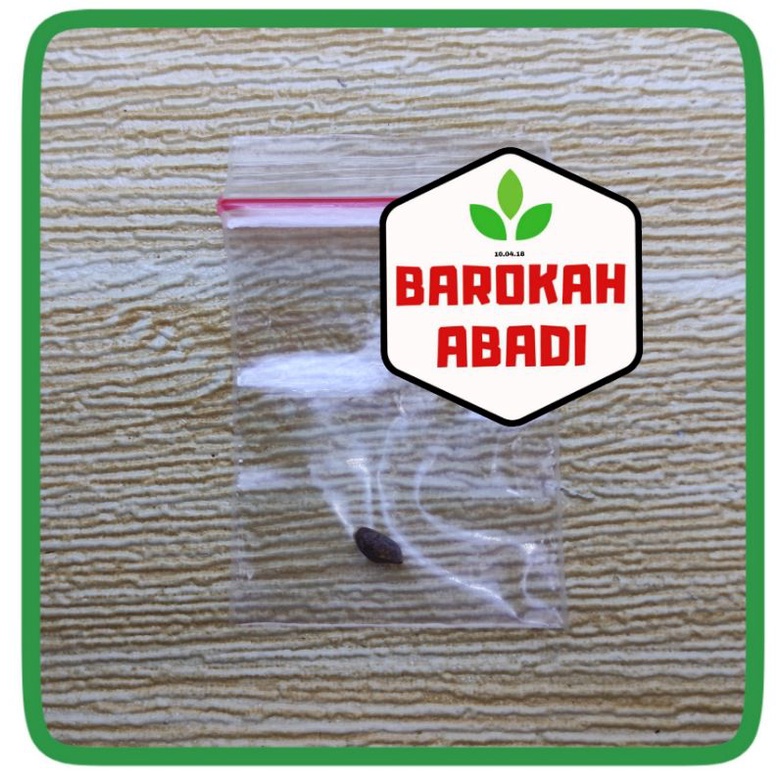 Biji Bonsai Japanese Black Pine PREMIUM