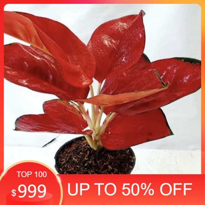 Tanaman hias aglonema suksom jaipong super