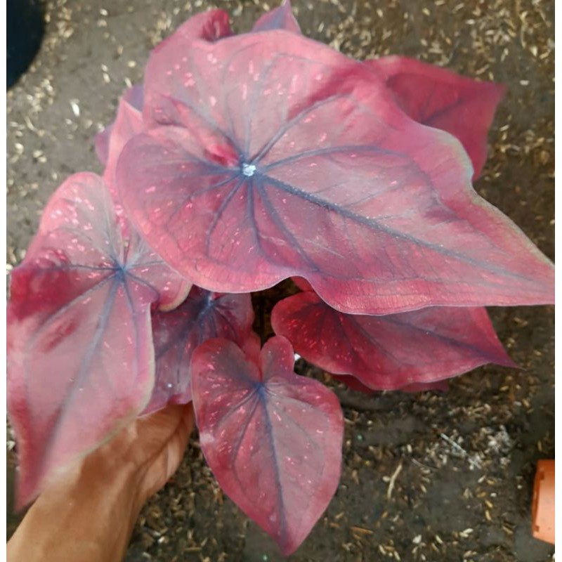 BIBIT TANAMAN KELADI/CALADIUM DEALOVA/CHOCOLATOS