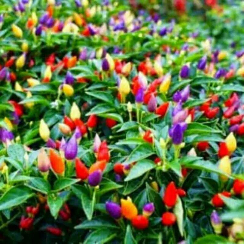 Benih cabai hias multiwarna