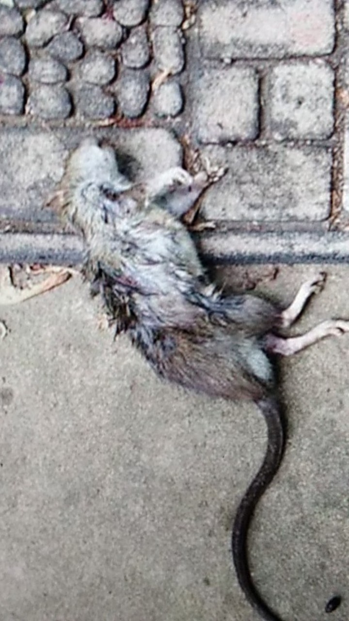 Ramtus Racun Tikus Ampuh Mati Kering Tidak Bau Pembasmi Curut Wirog Mencit Dirumah Di Mobil 3 Pack