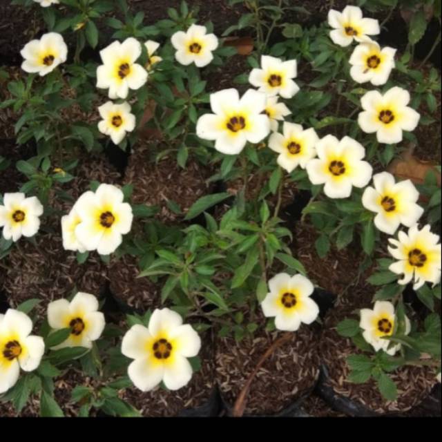 Tanaman hias turnera