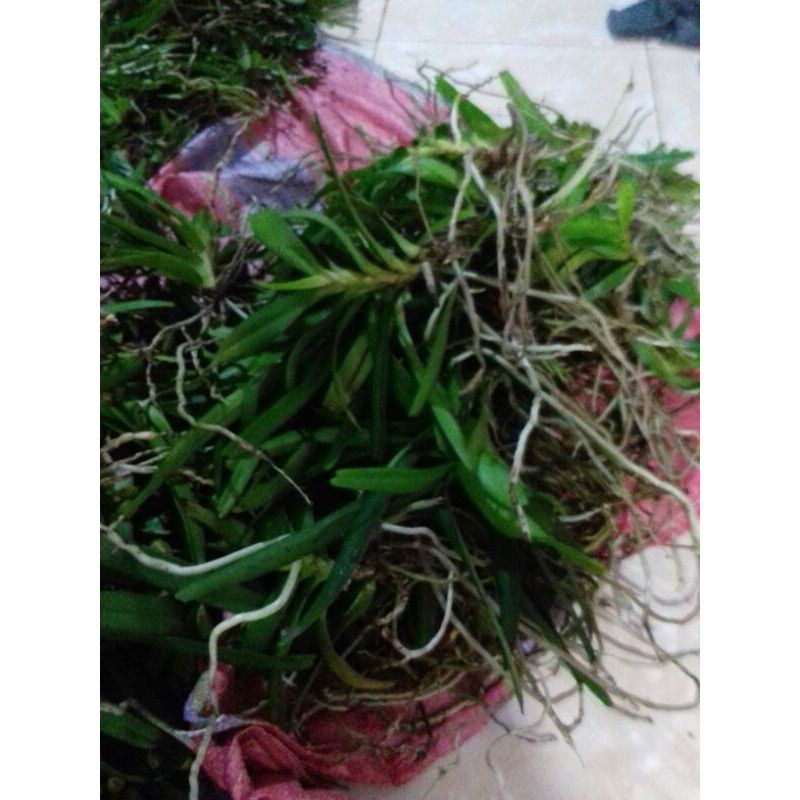 Anggrek kuku macan mini